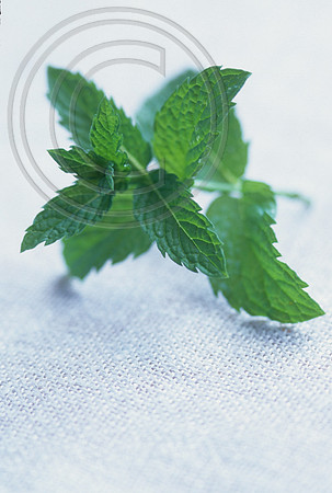 MOROCCAN SPEARMINT