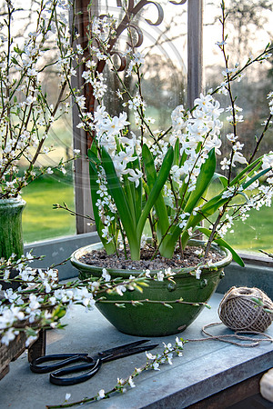 spring bulbs