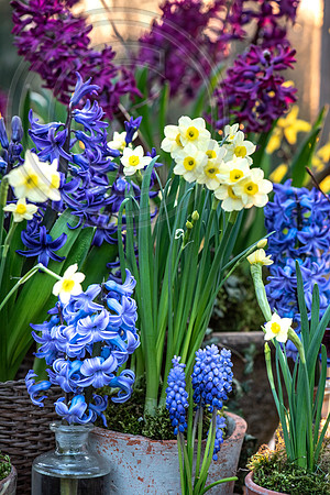 spring bulbs