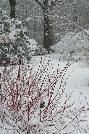 red dogwood stems- cornus