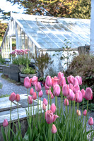 Dereen Garden, Ire
