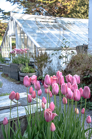 Dereen Garden, Ire