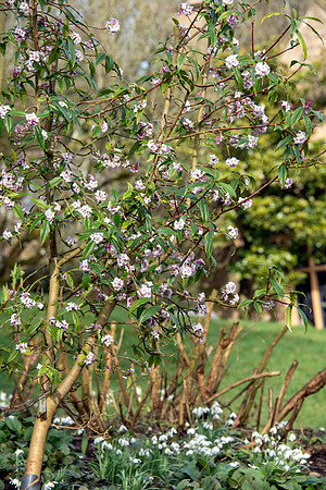 Upton Wold garden