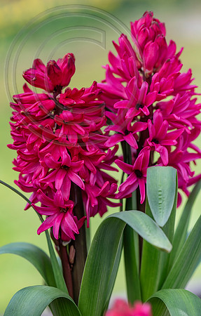 spring bulbs