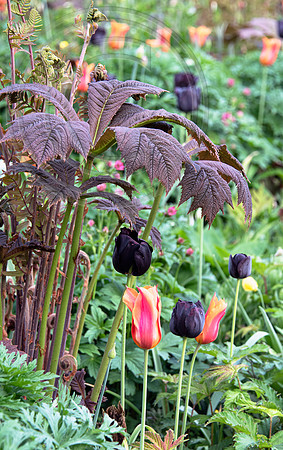 JUNE BLAKES GARDEN