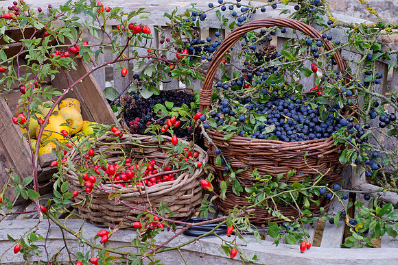 HEDGEROW HARVEST;SLOES, ROSEHIPS,BLACKBERRIES