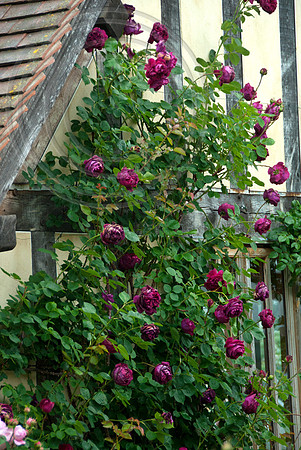 ROSA FALSTAFF