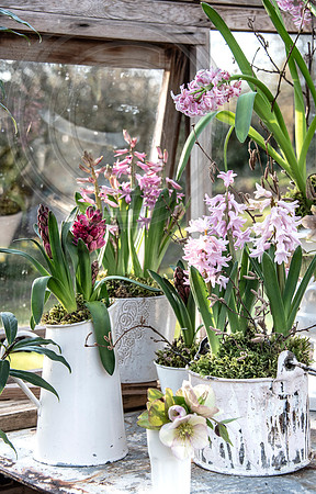 spring bulbs