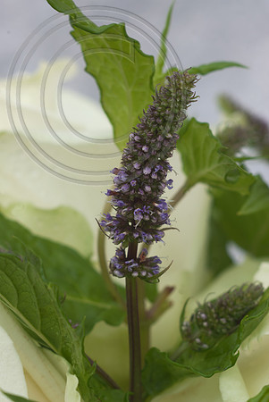 MINT FLOWER WITH ROSES
