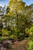 HUNTINGBROOK JIMI BLAKE;  xxx  red spiky Huntingbrook seedling Cordyline indivisa, birch, larch