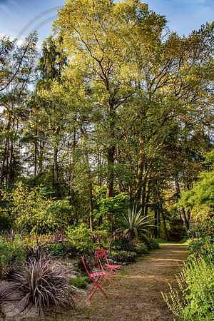 HUNTINGBROOK JIMI BLAKE;  xxx  red spiky Huntingbrook seedling Cordyline indivisa, birch, larch