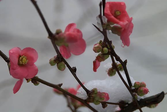 ornamental quince