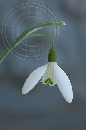 NIVALIS