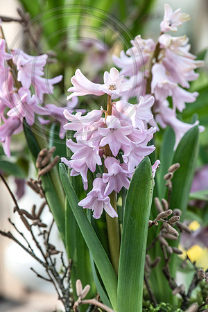 spring bulbs