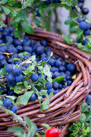 SLOE BASKET