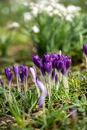 Upton Wold garden