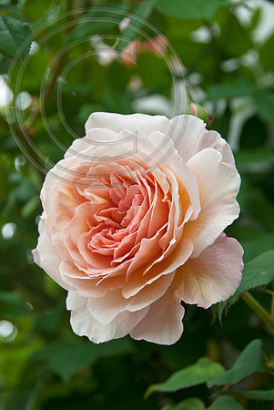 A SHROPSHIRE LAD