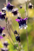Ballymaloe House, Garden,Ire.