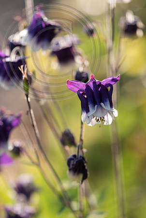 Ballymaloe House, Garden,Ire.