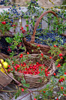 HEDGEROW HARVEST;SLOES, ROSEHIPS,BLACKBERRIES