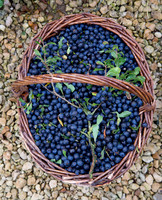 SLOE BASKET