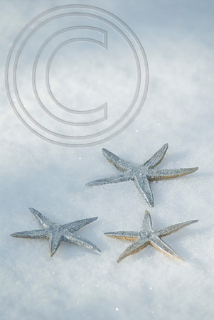 starfish in snow