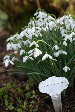 Upton Wold garden