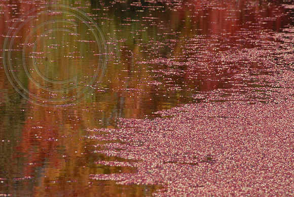 Fall- floating cranberries