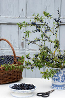 SLOE BASKET AND ARRANGEMENT