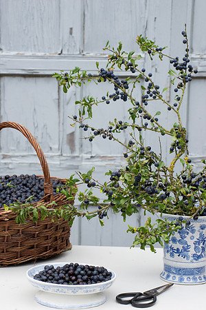 SLOE BASKET AND ARRANGEMENT