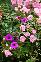 ASTHALL MANOR, OXFORDSHIRE: ROSES AND GERANIUMS