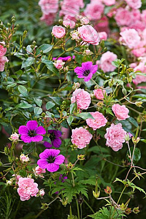 ASTHALL MANOR, OXFORDSHIRE: ROSES AND GERANIUMS