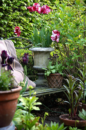 RORY'S GARDEN