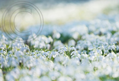HODSOCK PRIORY;PHOTOGRAPHER CLIVE NICHOLS