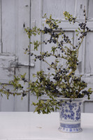 SLOE ARRANGEMENT