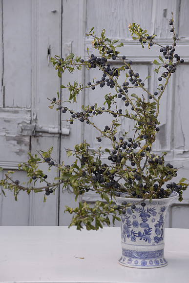 SLOE ARRANGEMENT