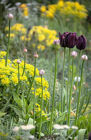 JUNE BLAKES GARDEN