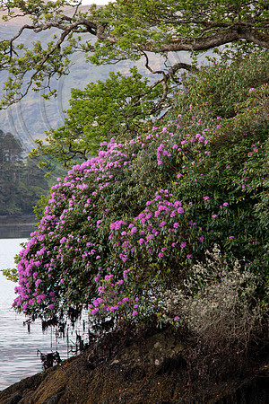 Dereen Garden, Ire