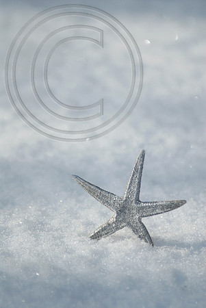 starfish in snow