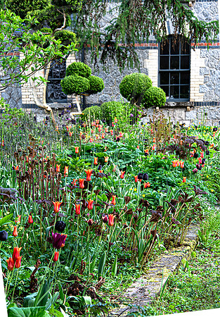 JUNE BLAKES GARDEN