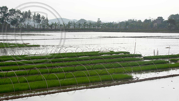 BABY RICE BEFORE PLANTING OUT