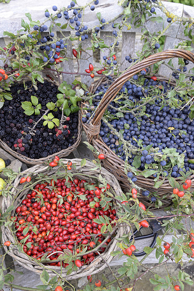HEDGEROW HARVEST;SLOES, ROSEHIPS,BLACKBERRIES