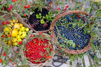 HEDGEROW HARVEST;SLOES, ROSEHIPS,BLACKBERRIES