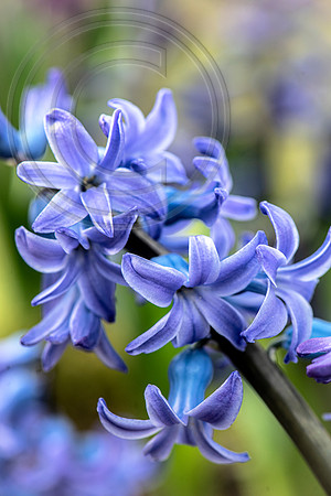spring bulbs