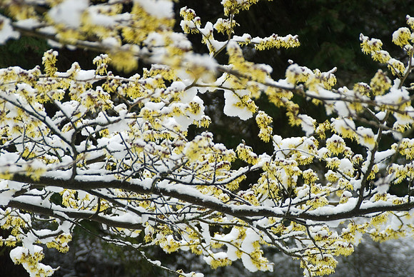 witch hazel in fragrant flower- hammamelis