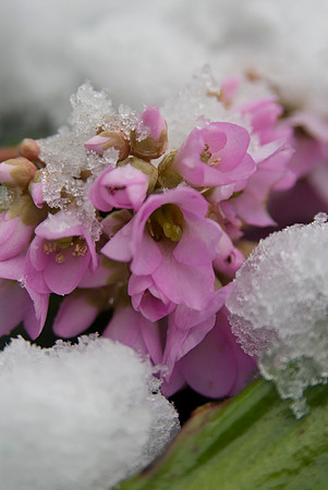 Elephants ear- bergenia in te snow