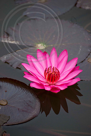 WATER LILIES
