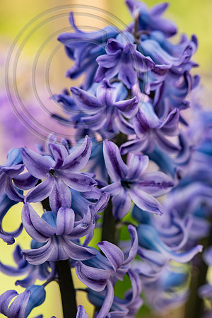 spring bulbs