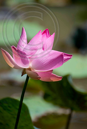 LOTUS FLOWER