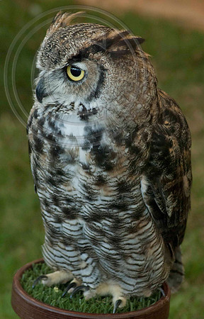 GREAT HORNED OWL